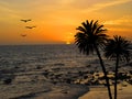 Sunset on tropical beach with flying birds and palm tree Royalty Free Stock Photo