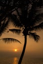 Sunset on tropical island. Black silhouette of coconut tree Royalty Free Stock Photo