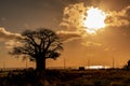 Sunset in the tropical island of Mauritius with African Baobab silhouette.