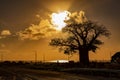Sunset in the tropical island of Mauritius with African Baobab silhouette.