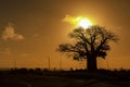 Sunset in the tropical island of Mauritius with African Baobab silhouette.