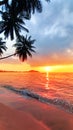 Sunset tropical island sea beach, ocean sunrise landscape, palm tree, yellow sun, water, orange, red, pink sky, summer holidays Royalty Free Stock Photo