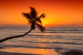 Sunset at tropical sandy beach with coco palms and turquoise sea Royalty Free Stock Photo