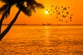 Sunset on tropical sea with silhouette coconut palm trees and fisherman boat and waterbird flying Royalty Free Stock Photo