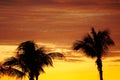 Sunset tropical sky with palm trees Royalty Free Stock Photo