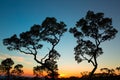 Sunset tropical tree savanna Royalty Free Stock Photo