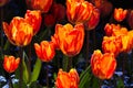 Sunset Tulips BB105553 Royalty Free Stock Photo