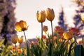 Sunset tulips in the park, yellow and purple Royalty Free Stock Photo