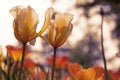 Sunset tulips in the park, yellow and purple Royalty Free Stock Photo