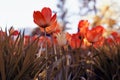 Sunset tulips in the park, yellow and purple Royalty Free Stock Photo