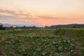 Sunset twilight of green rice field in Pua Royalty Free Stock Photo