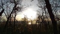 Sunset Through Twisted Mountain Forest Silhouette