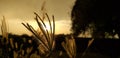 Sunset before a unknown grass which is in selective focus