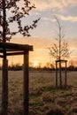 sunset in urban park, young planted tree in front of sunlight