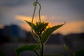 Sunset view in the afternoon with a picture of a black treetop