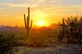 Sunset view of the Arizona desert with cacti Royalty Free Stock Photo