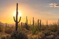 Sunset view of the Arizona desert with Saguaro