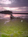 Sunset View on the Beach with Algas and Branch as Foreground Royalty Free Stock Photo