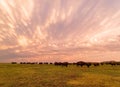 Sunset view of beautiful clouds and many bison walking in Wichita Mountains National Wildlife Refuge