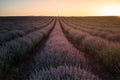 Sunset view with beautiful lavender field Royalty Free Stock Photo