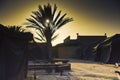 Sunset view with Bedouin tents and dates trees in the Negev desert Israel Royalty Free Stock Photo