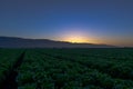 Cabbage field sunset in Soledad California Royalty Free Stock Photo