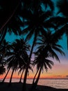 Sunset view through coconut palm trees in Maldives Royalty Free Stock Photo