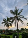 sunset view with coconut tree in Bali Royalty Free Stock Photo