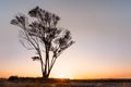 Sunset view of Eucalyptus tree growing on the shores of San Francisco Bay Area; California