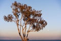 Sunset view of Eucalyptus tree growing on the shores of San Francisco Bay Area; full moon visible in the clear blue sky;