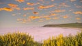 The sunset view with flowers of springtime with superbloom at seashore scene