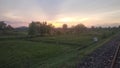 Sunset view in indian grassy farm in monsoon evening Royalty Free Stock Photo
