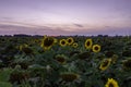 Sunset view over a field of sunflowers at the late evening with a light violet sunset sky. Royalty Free Stock Photo