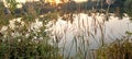 sunset view over pond through the grass Royalty Free Stock Photo