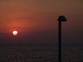 Sunset view of a park with city lamps and green grass into the ocean