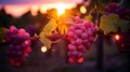 sunset view from a red grape vineyard, close-up of grapes and vines, vine in september in tuscany