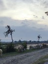 Sunset View in Rice Field. Sheep shepherd in Rural Rice fields. Village view in the afternoon.