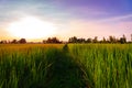 Sunset view of rice paddy field rural of Thailand. Nature composition Royalty Free Stock Photo