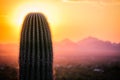 Sunset view of Saguaro tree in Sonoran desert Royalty Free Stock Photo