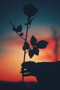 Sunset view with. Shadow flower burning sun black flower Royalty Free Stock Photo