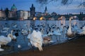 Sunset view of swans in Vltava river, Prague, Czech Republic Royalty Free Stock Photo