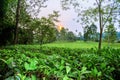 Sunset view of a tea Camellia sinensis plantation, Rweteera, Fort Portal, Uganda