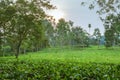 Sunset view of a tea Camellia sinensis plantation, Rweteera, Fort Portal, Uganda