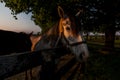 Thoroughbred Horse on Farm - Bluegrass - Central Kentucky Royalty Free Stock Photo