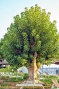 Sunset view to big green tree near sunchairs and umbrellas