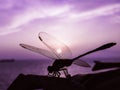 Sunset view through the transparent wing of dragon fly