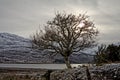 Sunset view of a tree at Scotland Royalty Free Stock Photo