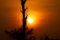 Sunset view with tree on side with orange golden