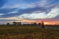 Sunset view of vineyard in the evening in Coonawarra winery region during Autumn in South Australia. Royalty Free Stock Photo