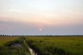 Sunset views amidst a green field